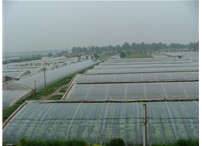 高陵县15万亩设施农业示范区