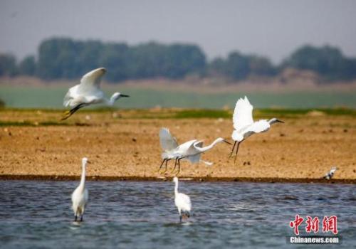资料图:10月4日,在江西鄱阳湖都昌马影湖水域拍摄的白鹭。<a target='_blank' data-cke-saved-href='http://www.chinanews.com/' href='http://www.chinanews.com/'>中新社</a>发 傅建斌 摄